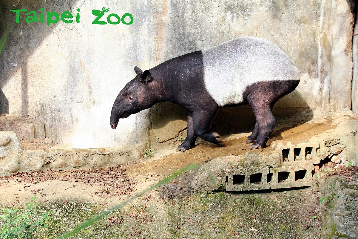 今年(107)動物園三月順利從捷克布拉格動物園引進的雄性馬來貘「貘克」，每年4月27日為全球動物園界共同參與的「世界貘日(World Tapir Day)」，希望大家重視馬來貘所面臨的棲地破壞與野生族群瀕危等議題。 圖：台北市動物園提供