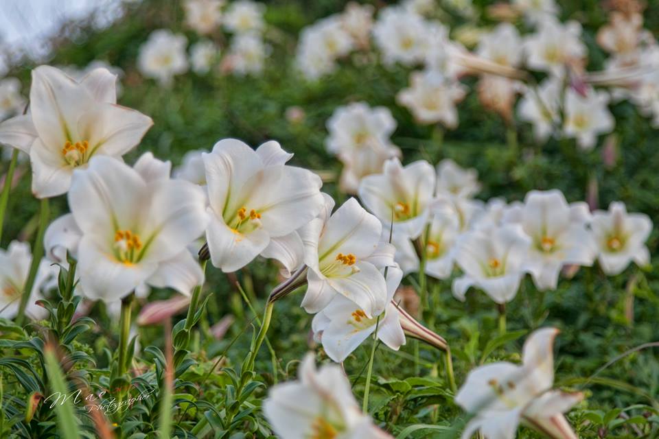 春夏之交是野百合盛開的季節，在北海岸的石門區麟山鼻的緩坡上，印入眼簾的是野百合滿開的壯麗景象。 圖：翻攝自交通部FB粉絲專頁提供