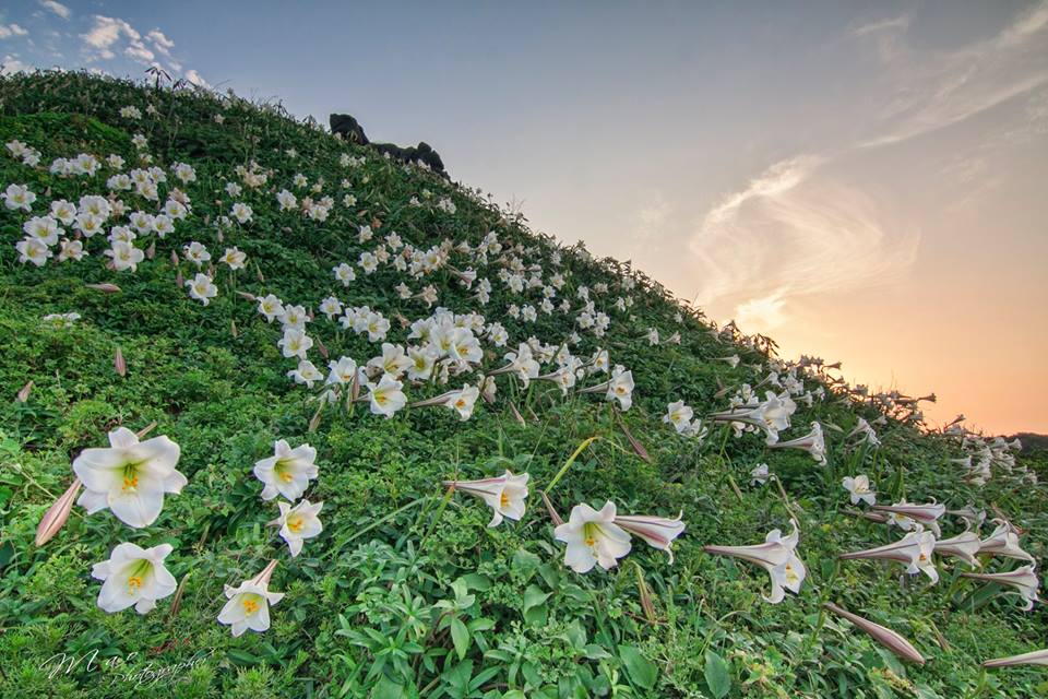 北觀處的多年復育成功的野百合，在北海岸麟山鼻步道入口往沙灘的步道旁坡地上，正盛開著野百合遍布山頭的景象。 圖：翻攝自交通部FB粉絲專頁提供