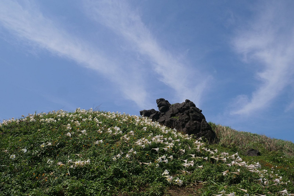 滿山遍野的野百合搭配海風吹拂，美景令人動容！ 圖：翻攝自交通部FB粉絲專頁提供