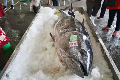 宜蘭今年第一尾黑鮪魚26日在南方澳拍賣，重達211公斤的黑鮪魚最後由基發鮪魚館老闆陳基發以每公斤新台幣9000元、總價達189萬9000餘元得標。 圖 : 李忠衛/提供