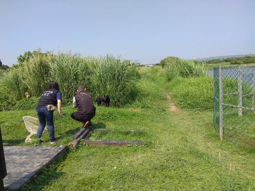 有野狗擾亂野鳥棲地，為避免鳥類棲息地遭破壞，動保護處成立專案小組。 圖：台北市政府／提供