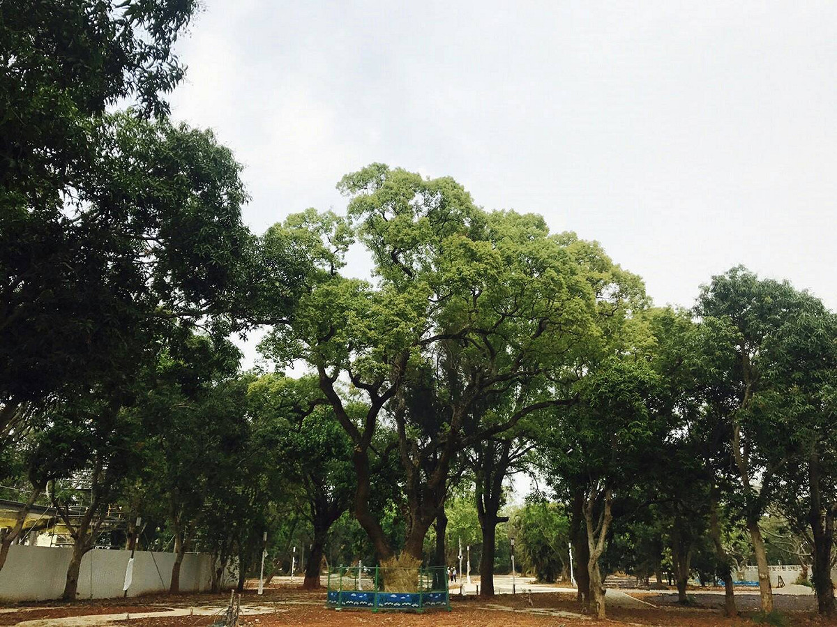 台中花博森林園區內有1900多棵老樹全數保留。 圖 : 台中市政府/提供