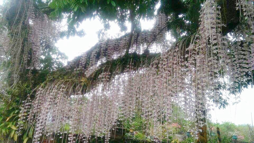 台南白海石斛蘭燦爛的盛開中，位在台南的赤中寺路旁，映入眼簾是傾瀉而下的花海瀑布美景，讓人看了不經讚嘆這花仙氣的氛圍。 圖：台南旅遊FB粉絲專頁提供