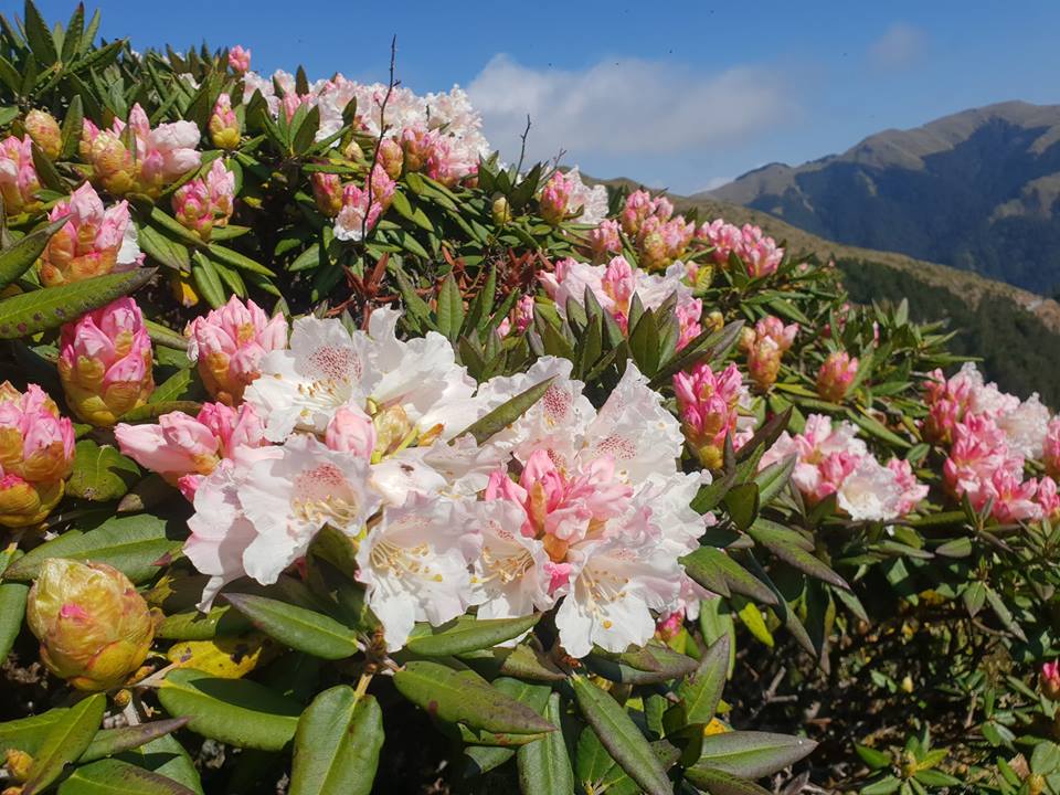 合歡山的杜鵑花季將於4/16登場（資料照）。 圖：擷取自太魯閣國家管理處臉書
