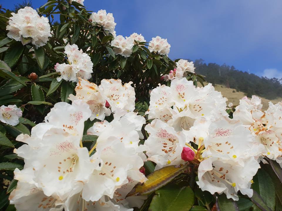 合歡山區主要有台灣特有種玉山杜鵑和紅毛杜鵑，繽紛花海總將合歡山群點綴得令人心醉。 圖：太魯閣國家管理處FB粉絲專頁提供