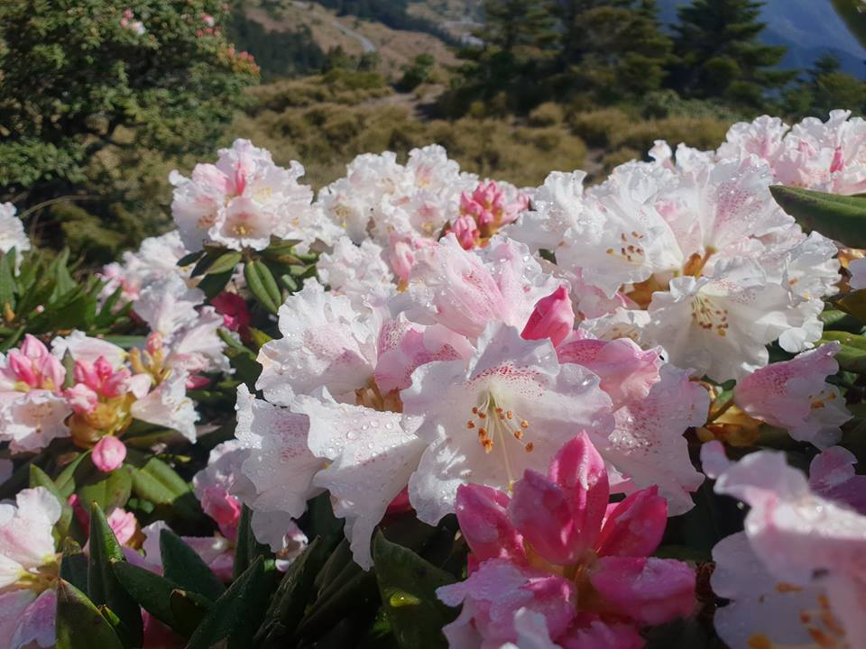 每年的5月的是合歡山高山杜鵑全開的季節，在台14甲線的沿線，每年花季總擠爆眾多賞花與攝影好手上山。 圖：太魯閣國家管理處FB粉絲專頁提供