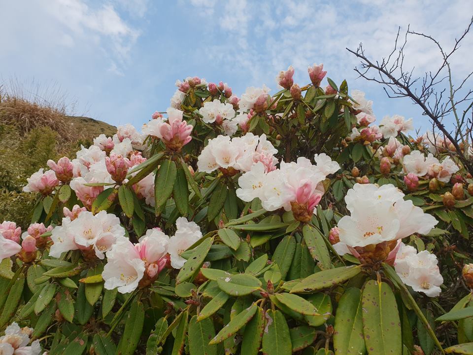 合歡山高山杜鵑全開的季節，粉白花色更顯動人！ 圖：太魯閣國家管理處FB粉絲專頁提供