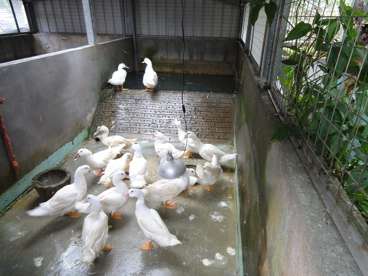 北市動保處收容遊蕩於市區街頭的放生家禽，避免這些動物成為路殺的對象。 圖：台北市動保處／提供