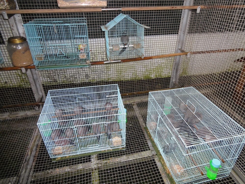 北市動保處查扣流動攤販販售之放生鳥。 圖：台北市動保處／提供