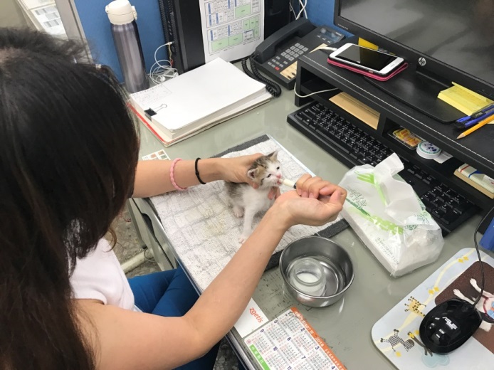 動保員陳妙秋日以繼夜照顧民眾送交奶貓 「圓圓」。 圖：新北市動保處／提供