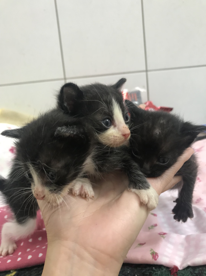 送交動物之家的奶貓非常小，1隻手上可以放3隻。 圖：新北市動保處／提供