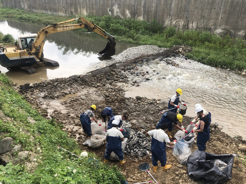 桃園平鎮敬鵬工廠大火，救災過程中所流放的大量廢水污染河川，截至1日下午3時止已清理13.5噸死魚，桃園市政府將向敬鵬求償清運相關費用。 圖：中央社