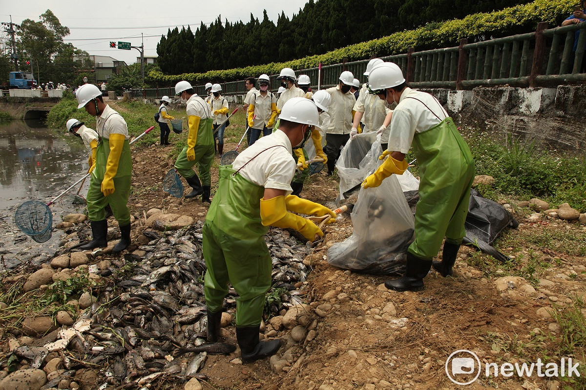 桃園市政府及敬鵬工業動員清理魚屍，截至今(3)日上午共清理近30噸。 圖: 林昀真/攝