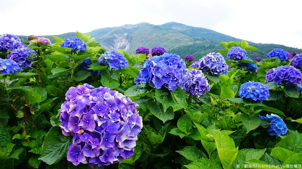 夢幻繡球花季來了！繡球花又名木繡球、八仙花、粉團花，花語有希望之義，讓你五月沉浸在繡球花繽紛的氛圍！ 圖：翻攝自Flickr／Ichun Liu開放權限