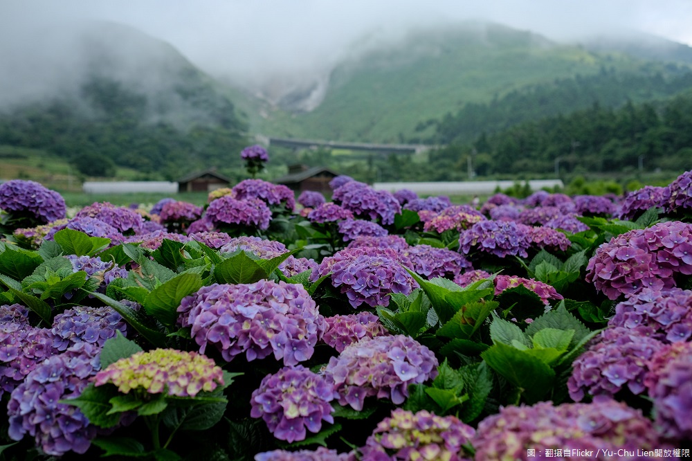 每年5月下旬至7月陽明山竹子湖就有「繡球花花海」的驚艷美景可賞！享受漫步在滿山滿谷的繡球花海裡，彷彿被這花海環抱的幸福感！ 圖：翻攝自Flickr／Yu-Chu Lien開放權限