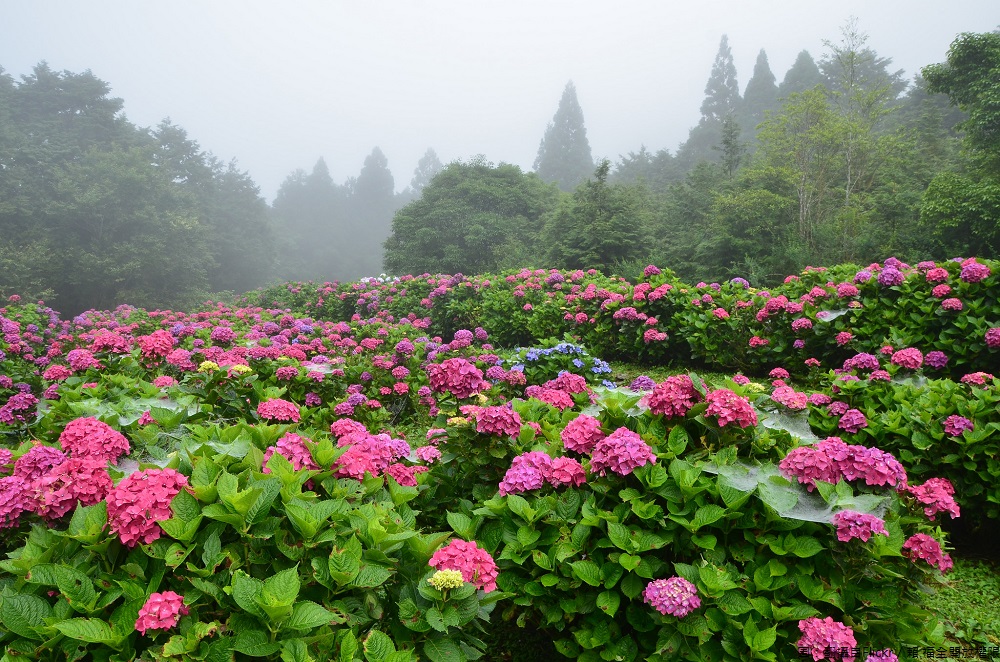 明池國家森林遊樂區的明池苗圃，賞花周邊空氣清幽，可以邊賞花邊吸收芬多精！有色彩繽紛的繡球花之外，還有針葉山林環繞，拍照打卡都超有fu！

 圖：翻攝自Flickr／賴 福全開放權限