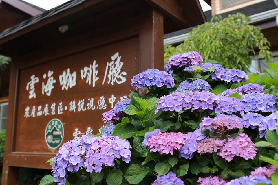 新竹雪霸休閒農場繡球花，花期預估在六月最適合，相當適合來這的林中步道穿梭並觀賞繡球花藍、紫與桃粉相間，讓你賞花兼具避暑氣的好去處！
 圖：雪霸休閒農場FB粉絲專頁提供