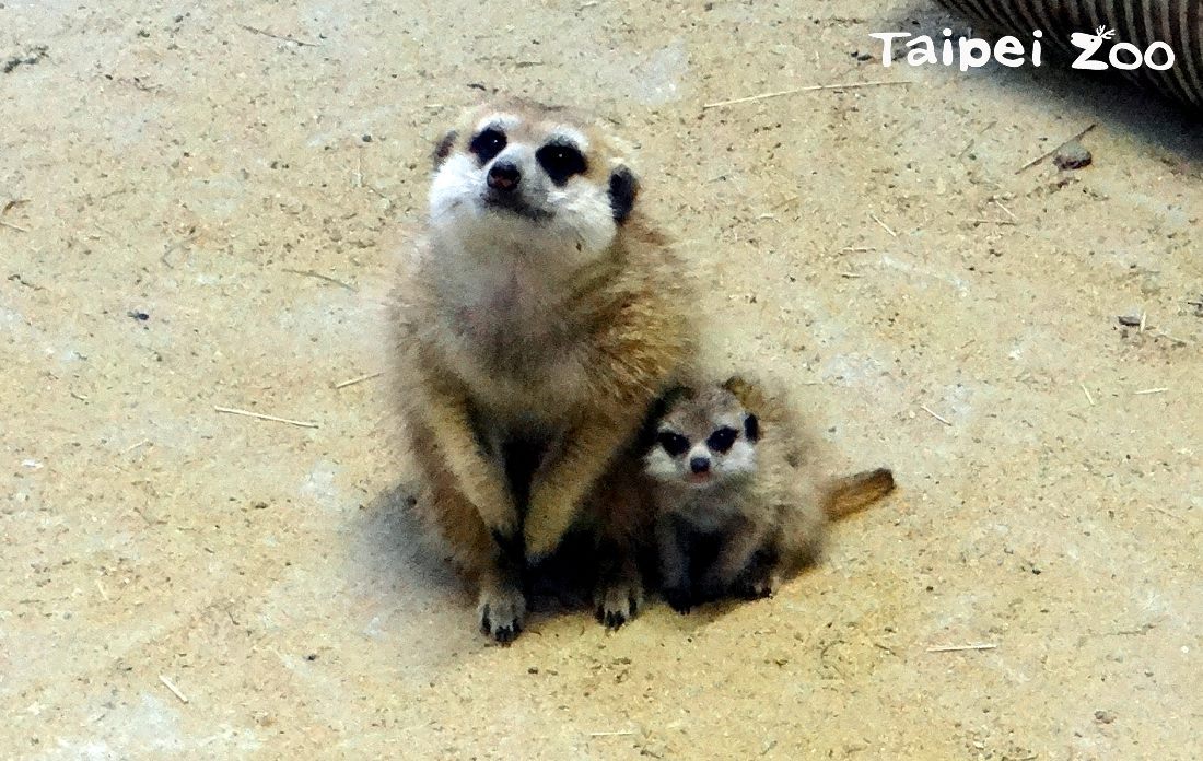 狐獴家族又有新成員誕生囉！「阿獴」和「姆姆」及「阿努」和「泰芙」這兩對夫妻檔，迎來新的結晶！特別的出生的孩子全都是男生，期望多幾隻雌性寶寶為狐獴媽媽們分擔辛勞！ 圖：台北市動物園提供
