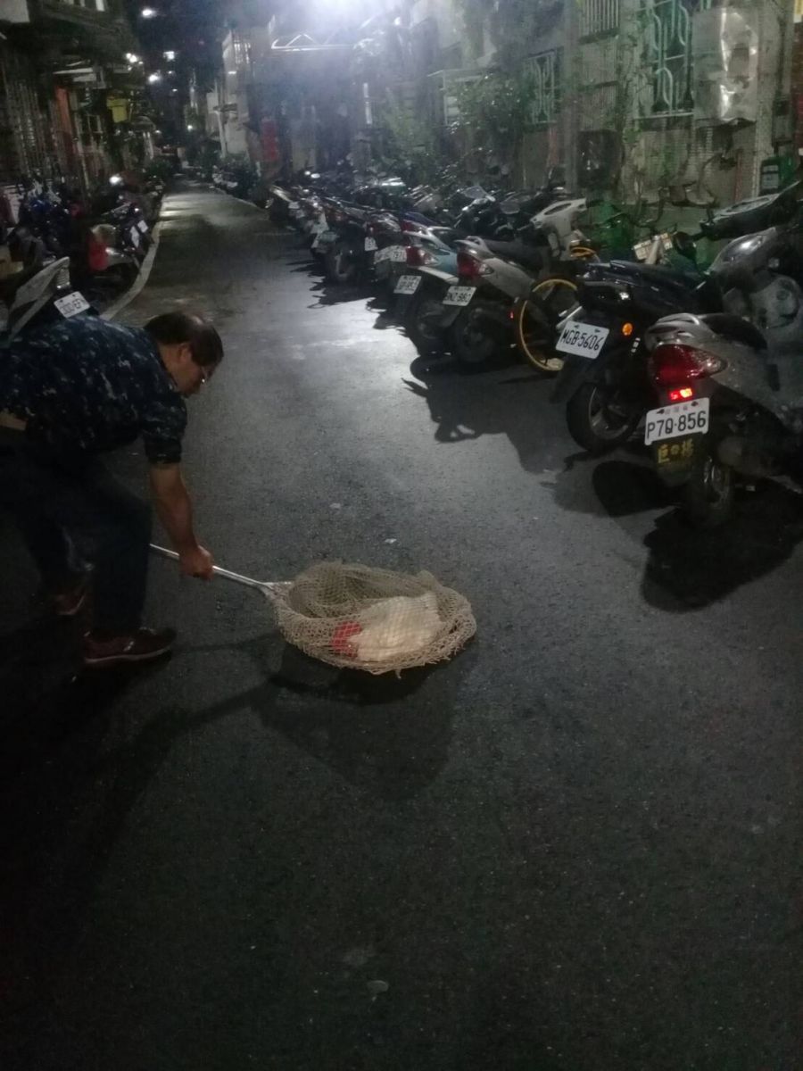 動保處接獲通報於三重區巷弄捕捉流浪雞。 圖：新北市動保處／提供