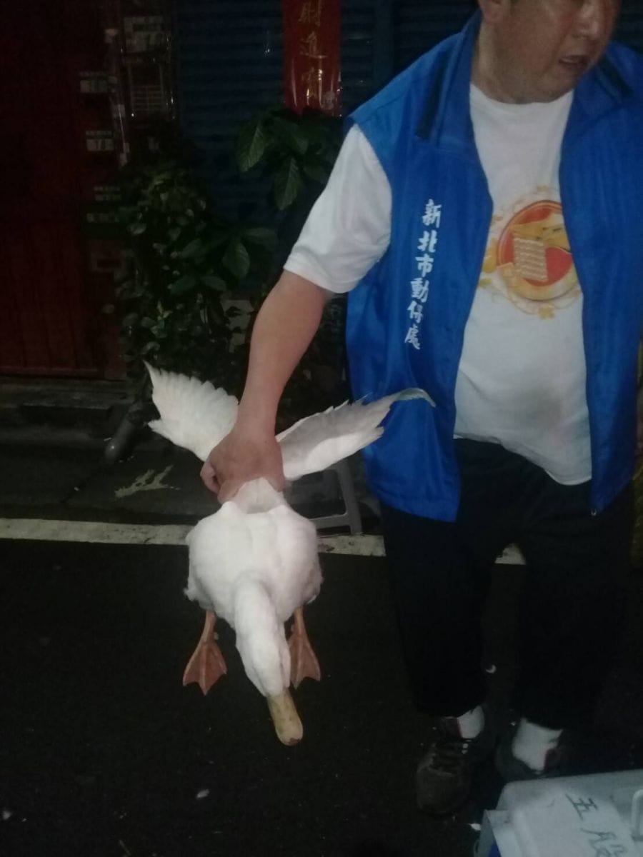 動保處於板橋區河濱路段捕獲流浪鴨。 圖：新北市動保處／提供