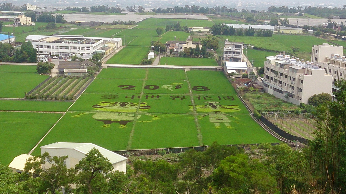 外埔區永豐里的花博彩繪稻田。 圖：台中市政府提供
