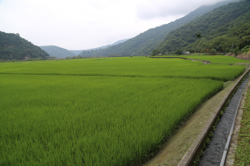 八通關越嶺道東側入口的玉山國家公園南安管理站，經整修後以嶄新面貌迎客，管理站前一片綠油油稻田，取自無汙染的拉庫拉庫溪流灌溉，正是玉山腳下的第一畝有機田。 圖：中央社