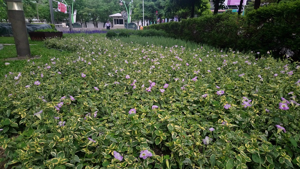 斑葉赤道櫻草的淺紫色小花，將庭園妝點得相當有活力又兼具美觀，還能拿來食用！ 圖：台北市工務局提供