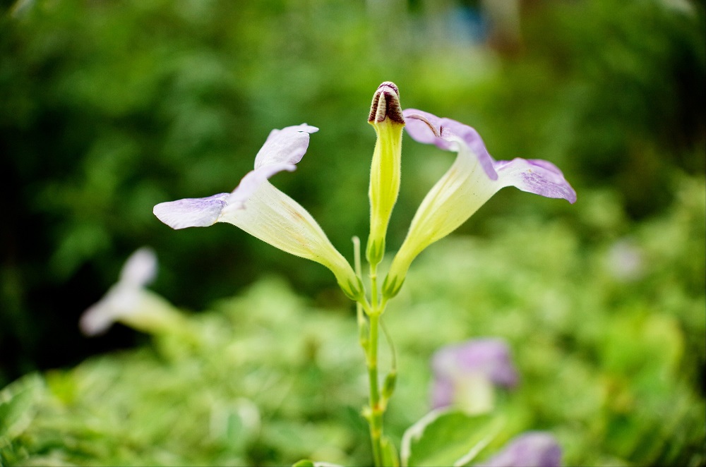 斑葉赤道櫻草別名日本枸杞、斑葉活力菜、中國紫羅蘭、寬葉十萬錯、寬葉馬偕花，還能拿來食用，口感鮮嫩爽脆。 圖：台北市工務局提供