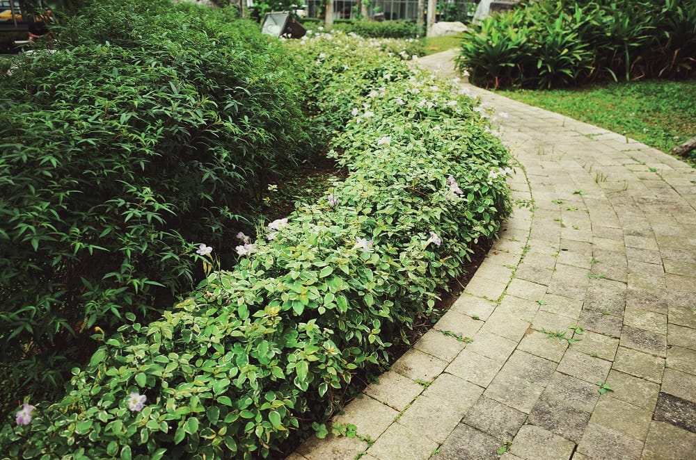 斑葉赤道櫻草蔓延台北市政府大樓周邊路旁，處處都可以見綻放的花況！ 圖：台北市工務局提供