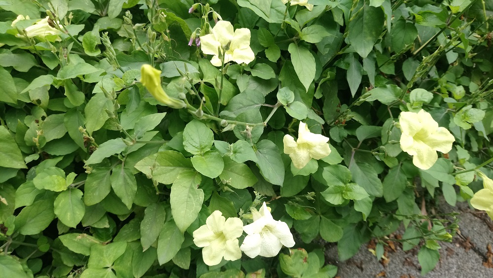 斑葉赤道櫻草葉面或葉緣帶有乳黃及乳白色斑是最大特色，花為白色至淺紫色，而且生命力旺盛，適應性強，幾乎全年皆可開花。 圖：台北市工務局提供