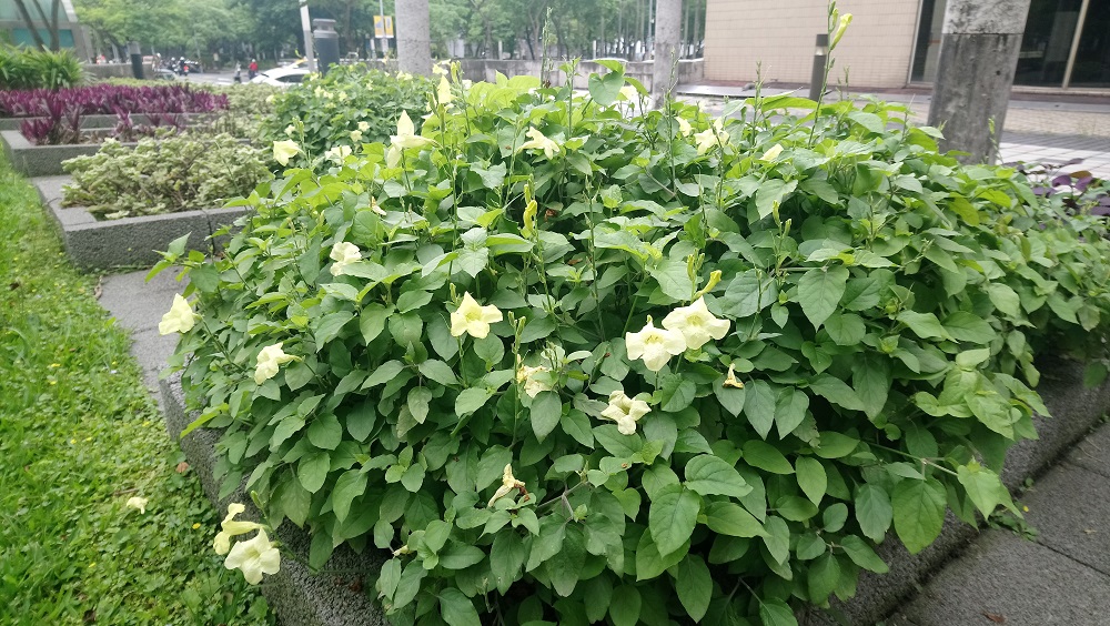 在這麼天氣晴朗的周末，嫻靜的佇足停留瞧瞧腳邊淺紫色優美小花吧！ 圖：台北市工務局提供