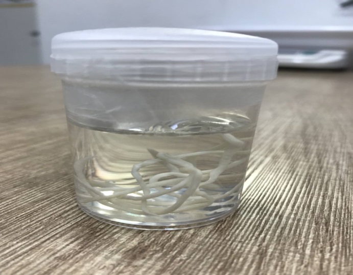 寵物常見蛔蟲。 圖：新北市動保處／提供