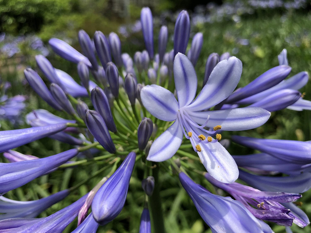 愛情花（Agapanthus africanus）又名「百子蓮」，但不是蓮花的一種，蓮花屬睡蓮科，百子蓮屬石蒜科。 圖：台北市工務局提供
