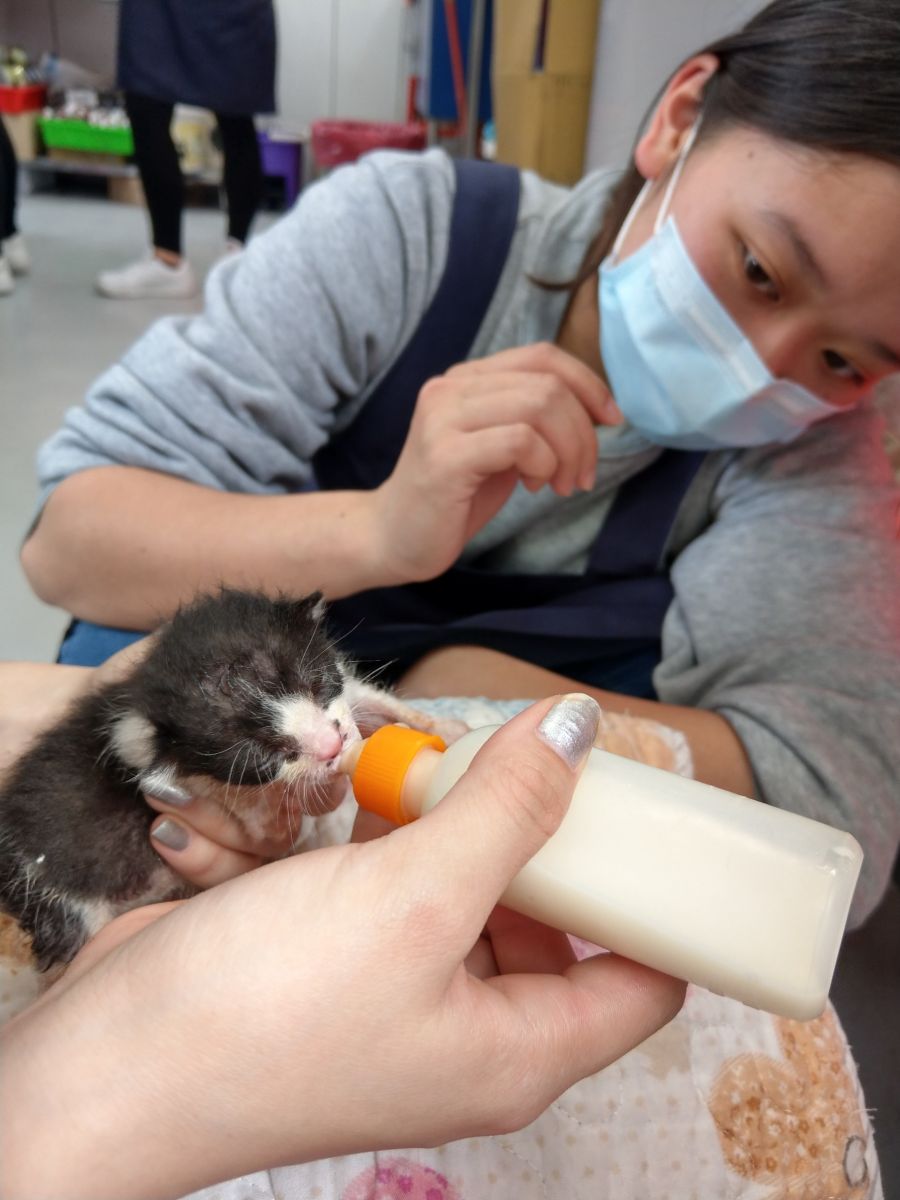 動保員以人工方式餵小貓喝奶。 圖：新北市動保處／提供