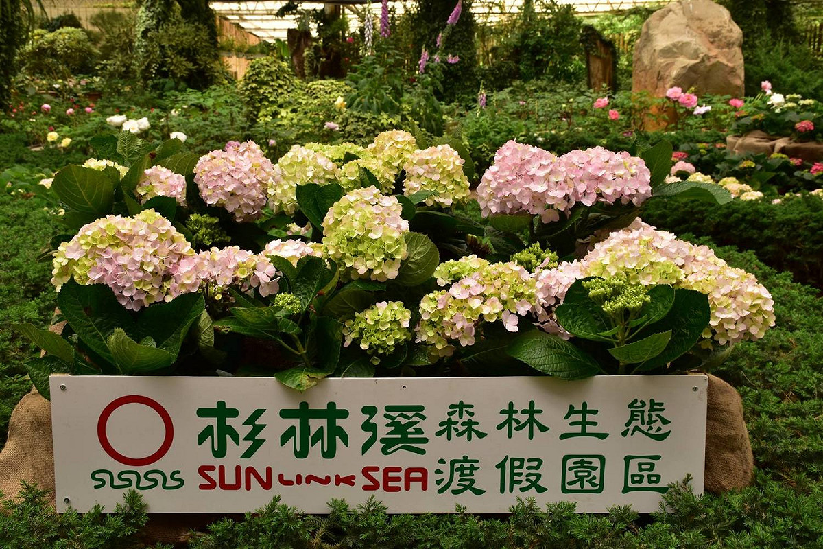 杉林溪的繡球花季為5至8月，園區內主要有三處地方可欣賞繡球花，分別是自然教育中心、木屋區，以及花卉中心(藥花園)道路旁。 圖：愛上杉林溪FB粉絲專頁提供