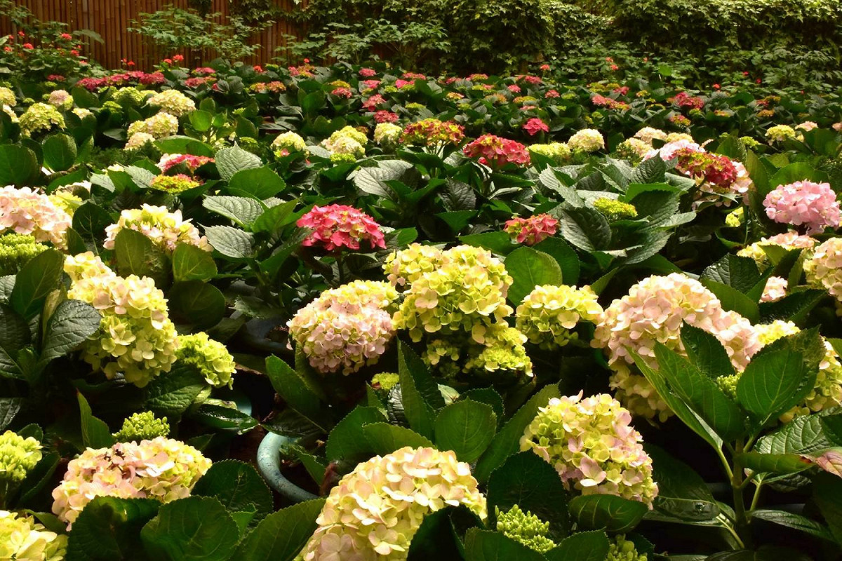 繡球花有綻放在山壁擋土牆上、河道的邊坡上，讓你處處都有繡球花可以欣賞，享受這五月最絕美的山中美景花海！ 圖：愛上杉林溪FB粉絲專頁提供