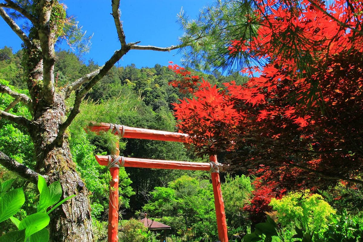 杉林溪紫葉槭正染紅山谷，與山林相互輝映的美景。 圖：愛上杉林溪FB粉絲專頁提供