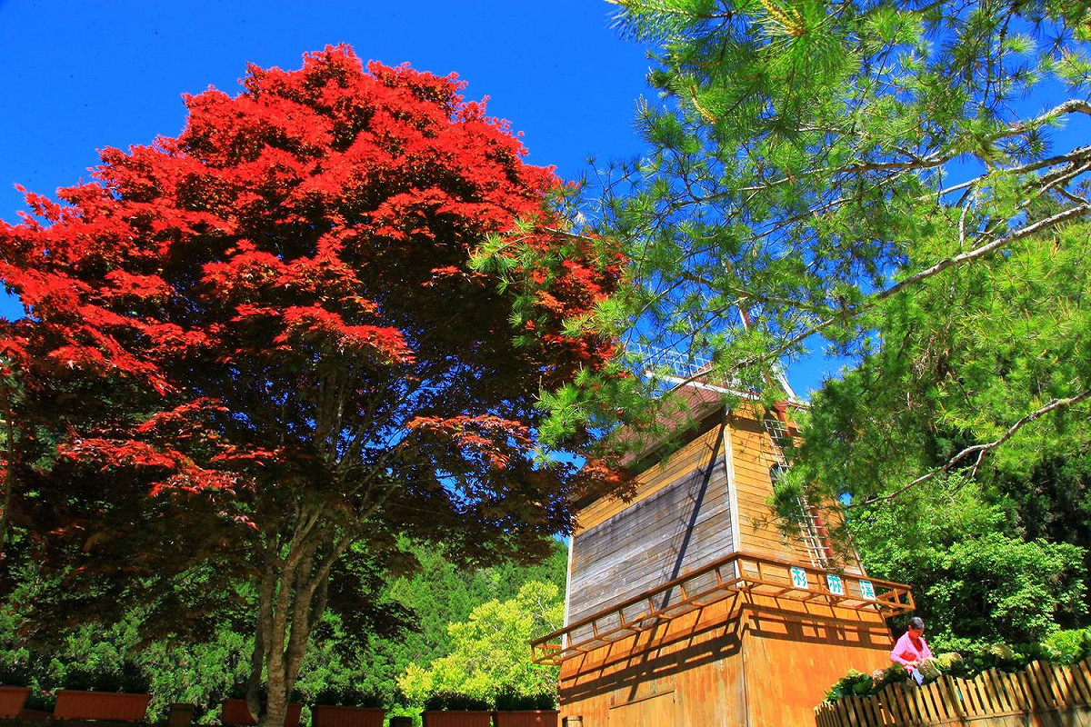 杉林溪從春之山櫻、杜鵑、石楠，夏宴以波斯菊、繡球花到深秋楓紅和臘梅飄香，杉林溪每個季節都是奼紫嫣紅的彩色世界。 圖：愛上杉林溪FB粉絲專頁提供