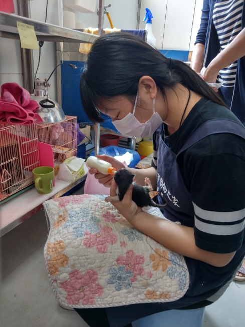 動保處不辭辛勞的動保員、志工與嗷嗷待哺的小貓咪。 圖：新北市動保處／提供