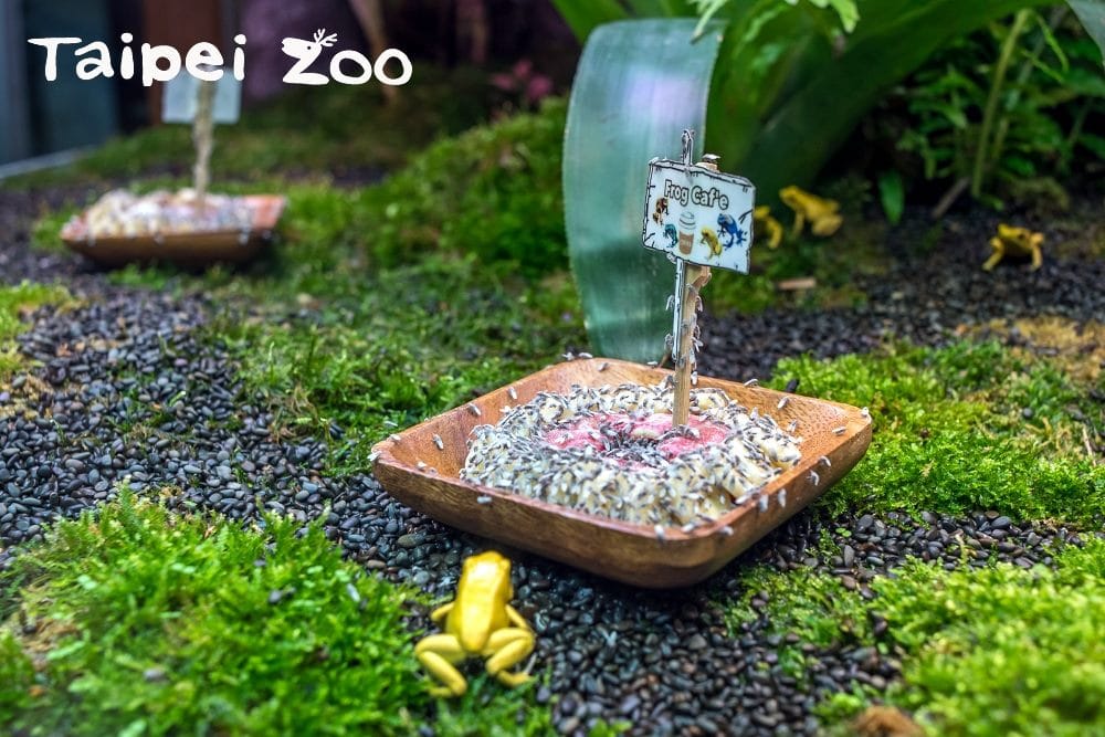 當保育員「上菜」後，只見混養缸中個性較為大膽的金色箭毒蛙搶先開吃。 圖：台北市立動物園／提供