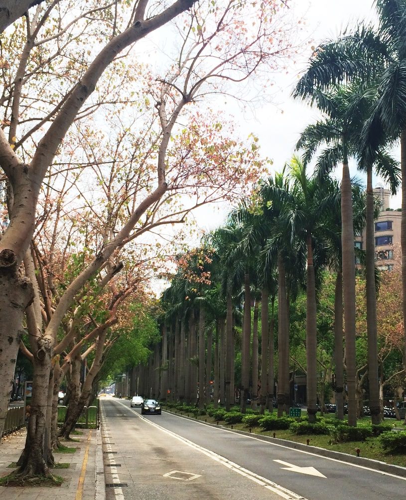 大地綠了，菩提紅了，每年四月至五月台北市仁愛路四段上的菩提樹總是格外的奪人眼目。 圖：台北市工務局／提供