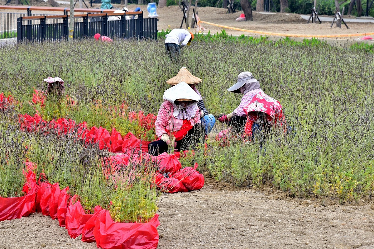 豐原葫蘆墩園區植栽工程進度已達85%。 圖：台中市政府/提供