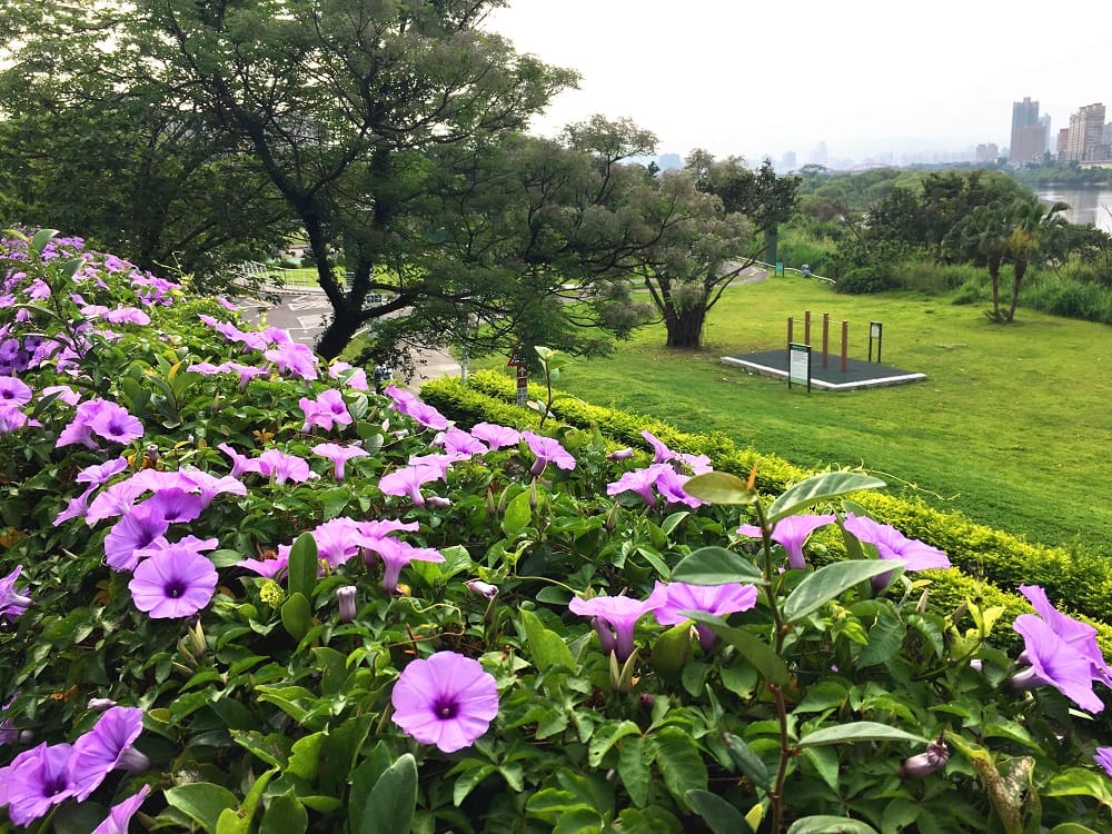 公園隨處可見槭葉牽牛蔓藤攀爬其中，繁花朵朵。 圖：台北市工務局／提供