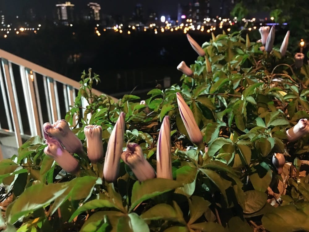 槭葉牽牛只在清晨綻放，夜間便凋萎。 圖：台北市工務局／提供