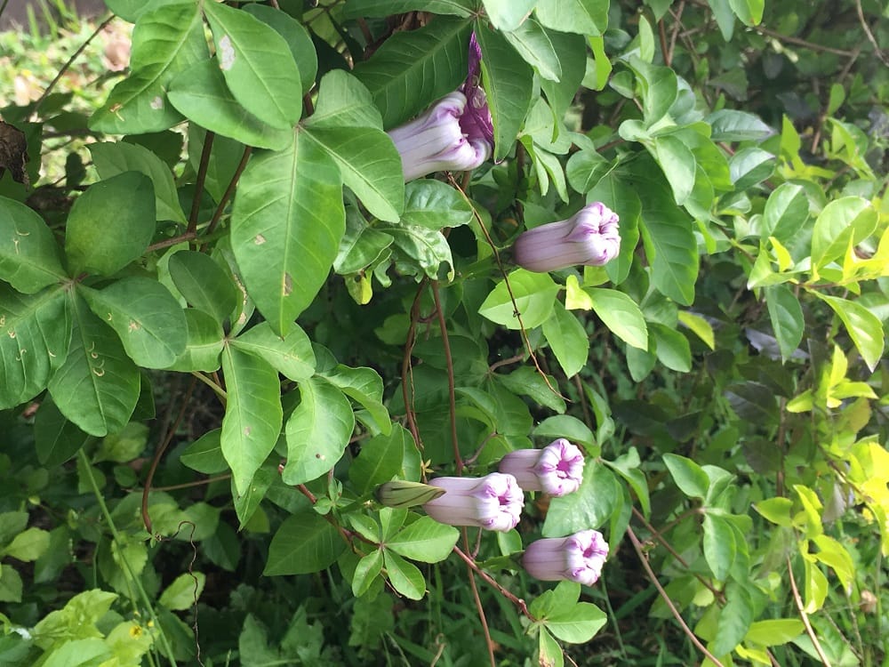 槭葉牽牛可愛的花蕾正含苞待放。 圖：台北市工務局／提供
