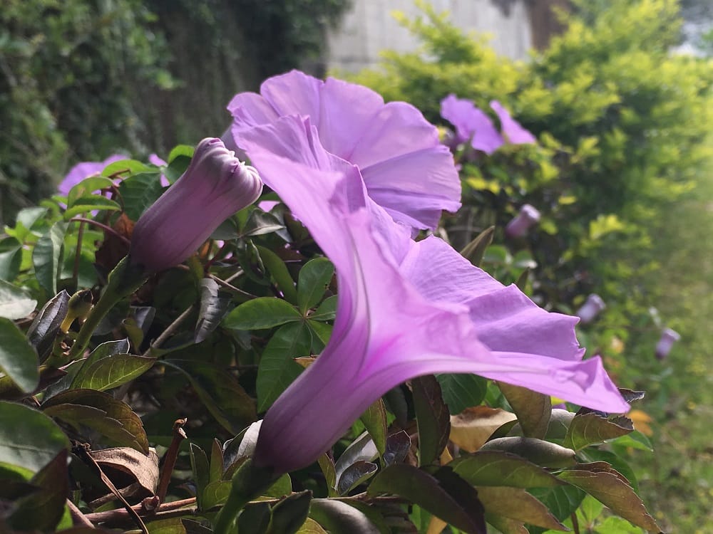 槭葉牽牛在陽光照射下，清晰可見花朵紋理。 圖：台北市工務局／提供