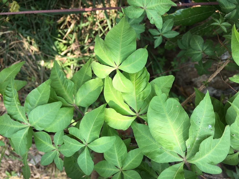 槭葉牽牛葉似掌狀，深裂或全裂成五小葉。 圖：台北市工務局／提供