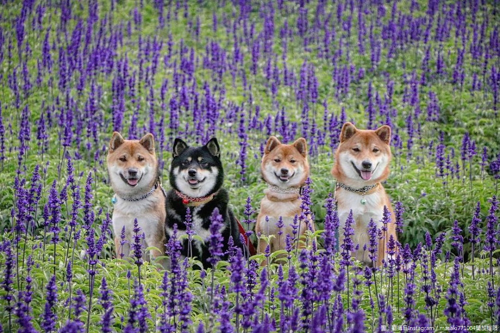 4隻柴犬的位置是在關渡花海，是不是超級卡哇伊！ 圖：翻攝自Instagram／masaki771004開放權限