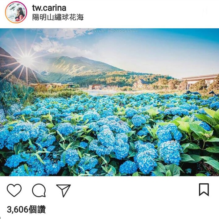 超美的繡球花海就在陽明山。 圖：翻攝自Instagram／tw.carina開放權限